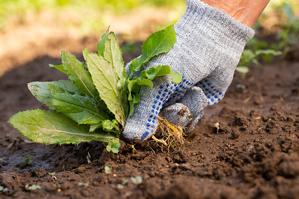 Pest and Weed Control